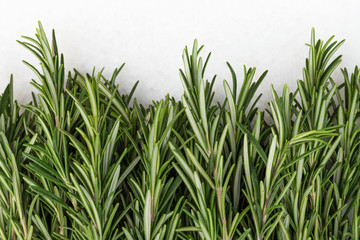 Fresh rosemary - plant twigs on white background