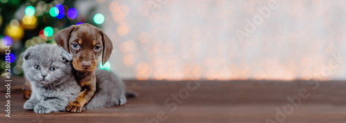 Panoramic shot of a Scot kitten hugging a dachshund puppy on a background of Christmas lights © Ermolaeva Olga