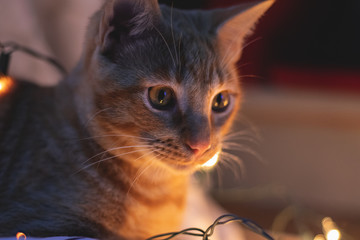 Un gato anaranjado entre luces de Navidad