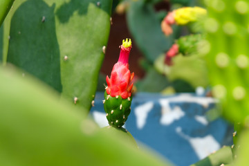 Wall Mural - red flower in the garden. close up cactus flowers with green blur background.