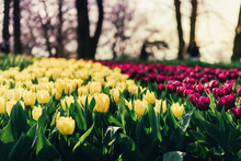 Flowerbeds Of Blossoming Tulips