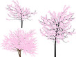 three pink spring blossoming trees isolated on white