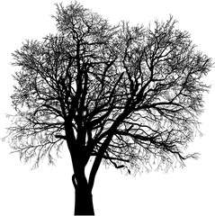 Wall Mural - black bare isolated oak large tree