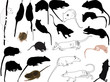 set of twenty two rats isolated on white