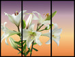 golden lily with five blooms on light background