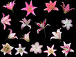 sixteen pink lily blooms isolated on black