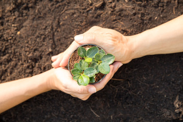 Two hands holding together small plant on soil inside