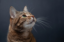 Brown Tabby Cat Portrait On Black Background