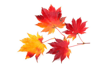 Autumn maple leaves