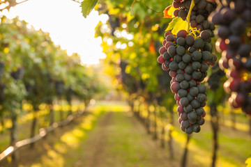 grape harvest Italy