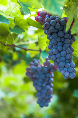 Wall Mural - grape harvest Italy