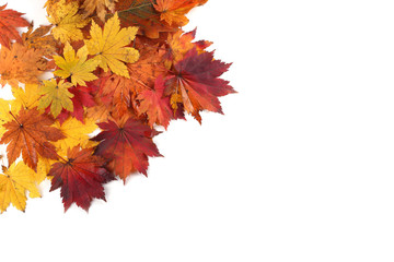 autumn maple leaves