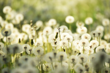 Wall Mural - A lot of white fluffy flowered dandelions in a green meadow on a sunny day. Soft selective focus. Magic fluffy flowers.