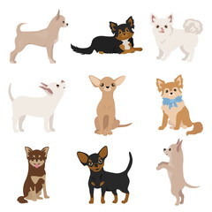 Chihuahua dogs in poses. Different varieties of coat color set