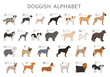 Doggish alphabet for dog lovers. Letters of the alphabet with the names of the dog breeds