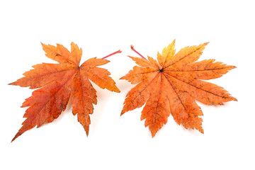 autumn maple leaves