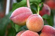 Ripe Peaches Close Up. Ripe Peaches On A Tree Close Up With Selective Focus. Fresh Fruits In The Summer Garden, Gardening Concept. Ripe Peaches On A Green Leaves Background.
