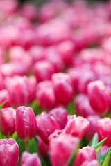 Wall Mural - Beautiful tulip flowers with blured background in the garden. Pink tulip flowers.