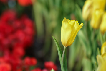 Wall Mural - Beautiful tulip flowers with blured background in the garden. Yellow tulip flowers. Selective focus.