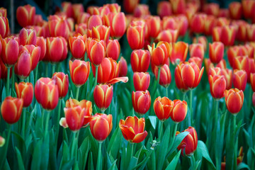 Wall Mural - Beautiful tulip flowers with blured background in the garden. Orange tulip flowers. Selective focus.