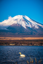 Fujisan Or Fuji Mountain In Sunrise Light With White Swan At Lake Yamanaka, Yamanashi Prefecture Japan.