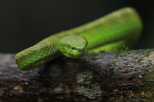 Green Viper Trimeresurus Insularis Is A Venomous Pit Viper Subspecies Found In Indonesia And East Timor.