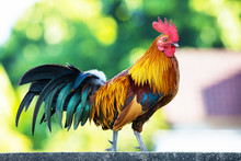 Colorful Rooster On Wall On Blurred Green Bokeh Background