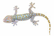 Colorful gecko isolated on white background with clipping path