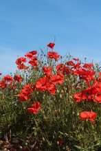 Red Poppies Taken Against Blue Sky Close Up On Summers Morning In Britain UK