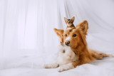 Fototapeta Konie - mixed breed dog posing with a kitten and rabbit indoors