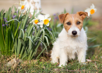 Wall Mural - Easter dog, cute jack russell pet dog sitting with daffodil flowers in the garden in spring