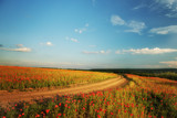 Fototapeta Kwiaty - A dirt road among hilly fields with blooming flowers of red poppies. Beautiful suburban splendid view of fields with flowers of scarlet poppies.