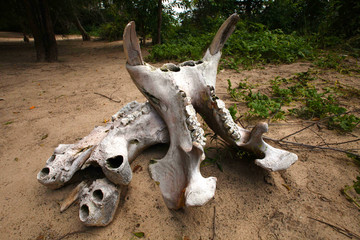 hippo skull in africa