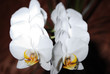 Family of flowering plants - The Orchidaceae 