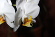 Family of flowering plants - The Orchidaceae 