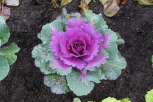 Ornamental Cabbages. Flowering Decorative Purple-pink Cabbage Plant In Garden. View From Above. Close-up