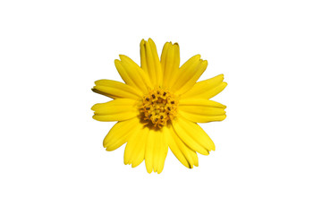 Wall Mural - yellow flowers isolated on white background.