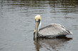 Pelicans at Huntington Beach State Park, Murrells Inlet, SC