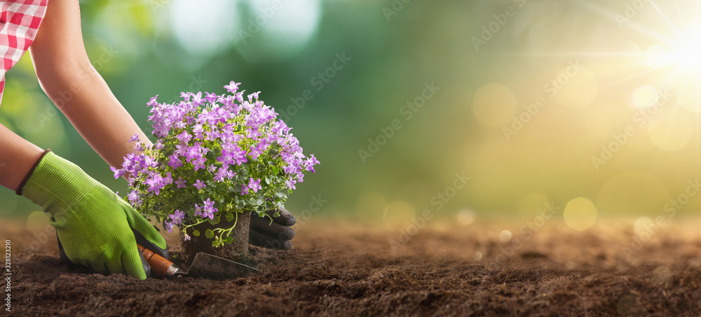 Planting Flowers in a Garden Closeup - obrazy, fototapety, plakaty 