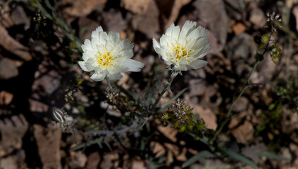 Two white flowers in Arizona desert