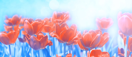 Wall Mural - beautiful spring red tulips on abstract blue background, border. selective, soft focus.