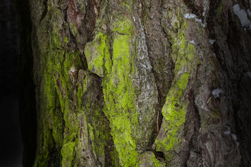 dark fantasy texture gray tree bark covered with green moss bewitching forest wallpaper background for design concept of wildlife