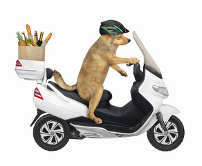 The beige dog in a helmet is riding a white motorbike. He delivers a box of groceries. White background. Isolated.