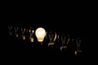 © henjon - Line of light bulbs with middle light bulb shining bright illustrating having an idea. 3D render with black background.