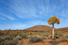 Arid Mountain Landscape With Quiver Trees (Aloe Dichotoma), Northern Cape, South Africa .