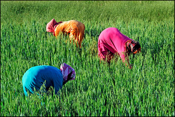 Africa- Morocco - Moroccan Arab women to agricultural work in rural areas - Dades Valley , work and sexual emancipation