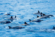 Hello Spinner Dolphins