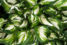 The Texture Of The Hosta Leaves. Natural Floral Ornament. Selective Focus.
