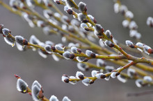 Willow (Salix Caprea) Branches Before Flowering