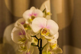 Fototapeta Storczyk - piękny kwiatek storczyk biały
